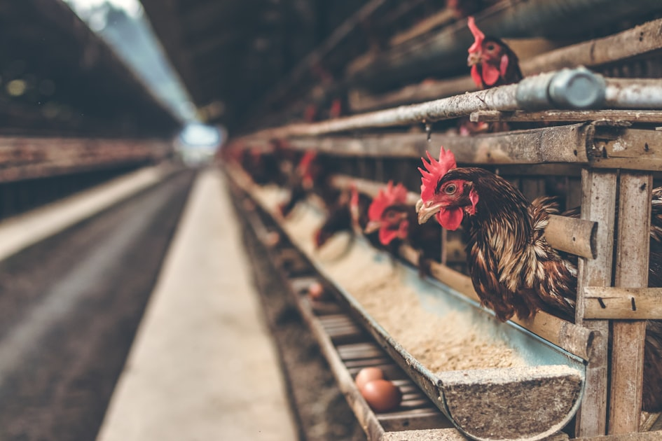 Understanding Sheep Feed Requirements