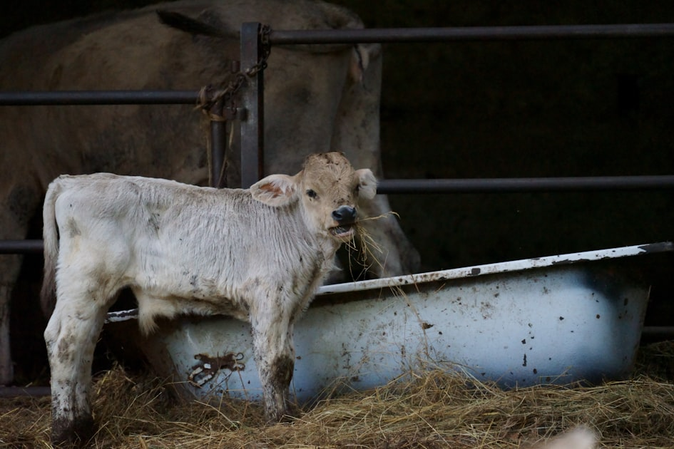 The Role of Antibiotics in Animal Health