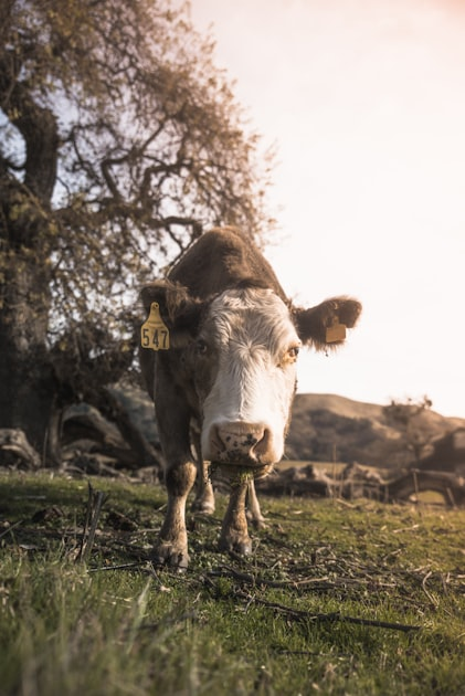 Essential Vitamins for Livestock Nutrition