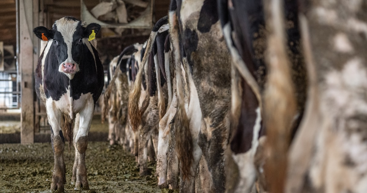 Finding a Reliable Feed Supplier
